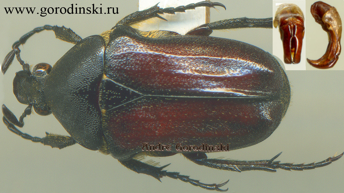 http://www.gorodinski.ru/cetoniidae/Cosmiomorpha (Microcosmiomorpha) schneideri.jpg